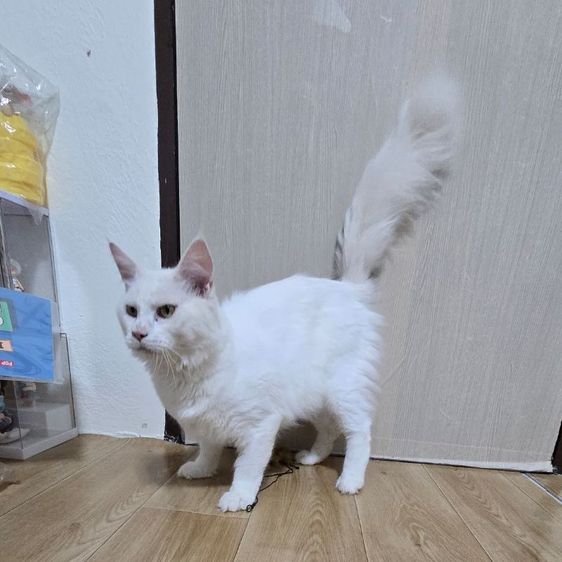 แมวเมนคูนแท้ รูปที่ 4