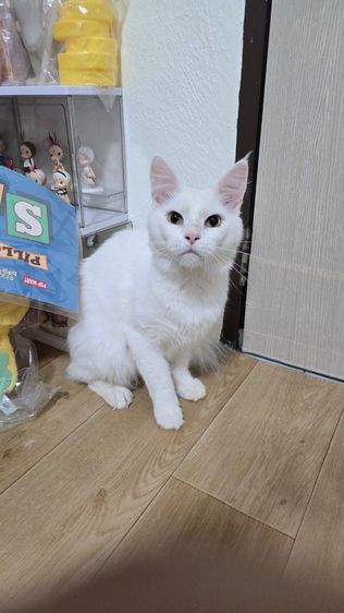 เมนคูน (Maine Coon) แมวเมนคูนแท้