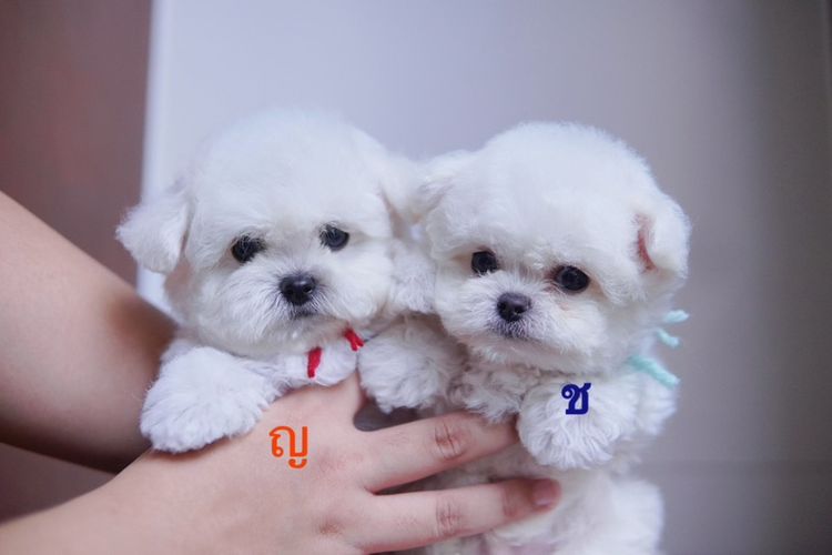 มินิบิชอง ฟริเซ่ ญ ช พร้อมย้ายบ้าน รูปที่ 3
