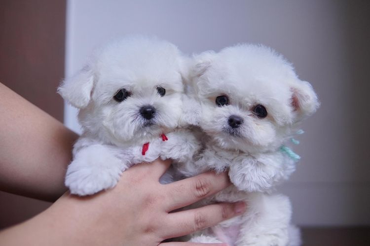 มินิบิชอง ฟริเซ่ ญ ช พร้อมย้ายบ้าน รูปที่ 4