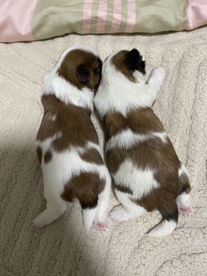 ชิสุ (Shih Tzu) เล็ก ซิสุ แท้