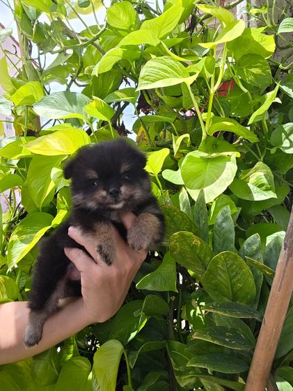 ปอมเมอเรเนียน (Pomeranian) เล็ก หมาพันธุ์ปอม