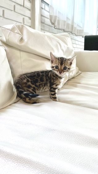 เบงกอล (Bengal House Cat) แมวเบงกอลแท้ เพศเมีย มีใบเพ็ด