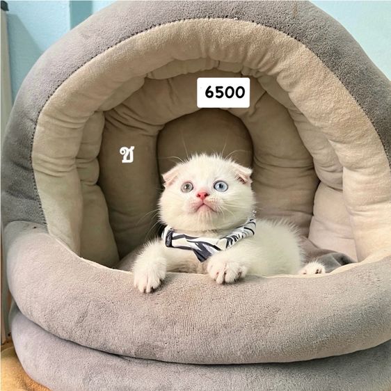 สก็อตติช โฟลด์ (Scottish Fold) สก็อตติสโฟลแท้