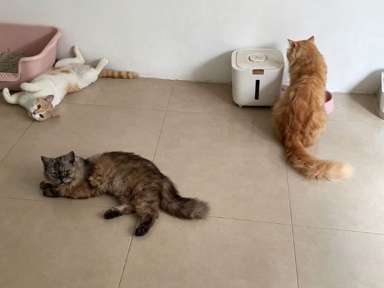 เปอเซีย