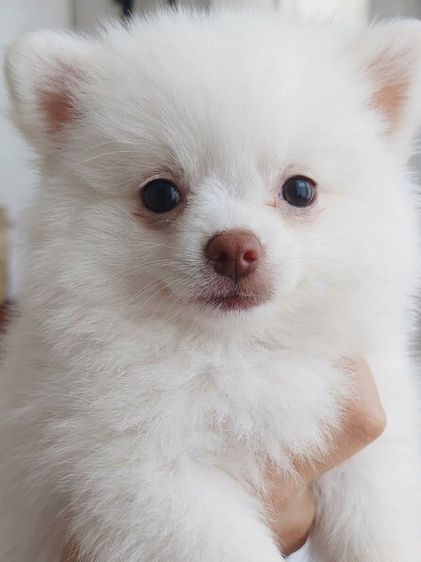 ปอมเมอเรเนียน (Pomeranian) เล็ก ลูกปอมแท้สีขาวล้วน สีขาวโอโม่ มินิ