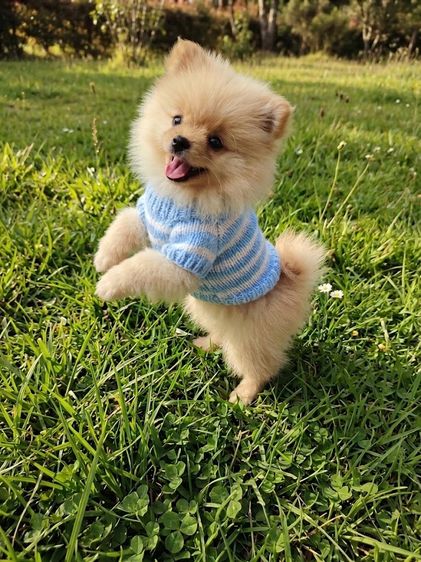 ปอมเมอเรเนียน (Pomeranian) เล็ก ลูกปอมแท้ สีส้มอ่อน 