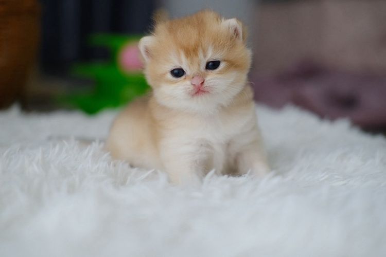 British Shorthair Female