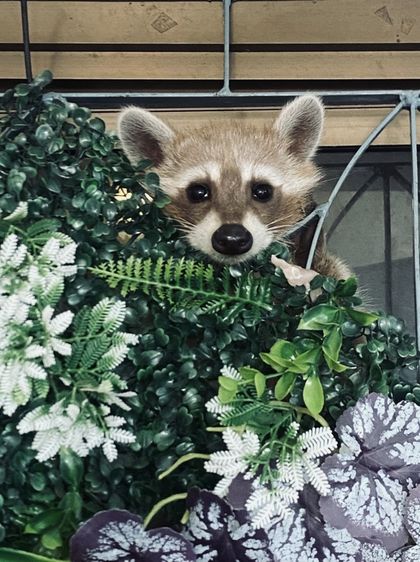 แรคคูน(raccoon)