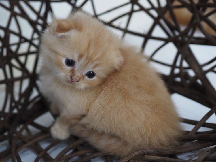 มันช์กิ้น (Munchkin) มันช์กิ้นขาสั้น