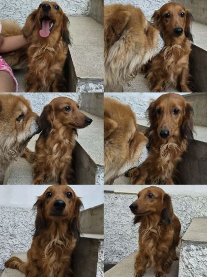 ดัชชุน (Dachshund) เล็ก ลดจํานวนแม่พันธุ์ดัชชุน ขนยาวอายุสามปีกว่า ให้ลูกมาสามคอก12,000