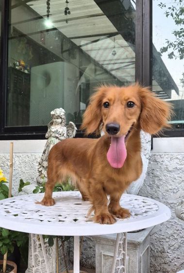 ดัชชุน (Dachshund) เล็ก ดัชชุนขนยาวสุนัขสาวอายุปีกว่า เกือบสองปีไม่เคยผสมไม่เคยมีลูก25,000