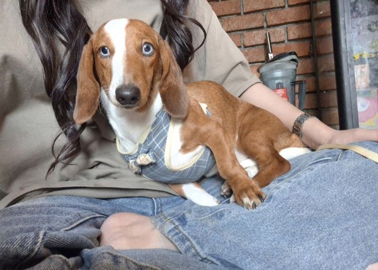 ดัชชุน (Dachshund) แม่พันดัชชุนขน2ชั้น จ่ายลูกขนยาว ให้ลูก1คอกผ่าคลอดนะคะ เพราะน้อง ไซส์เล็กมาก ราคา15000