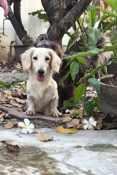 ดัชชุน (Dachshund) แม่พันดัชชุนขนยาวสีขาวครีม ให้ลูกสวยมากผ่าคลอดน้องเป็นไซส์เล็ก ราคา32,000