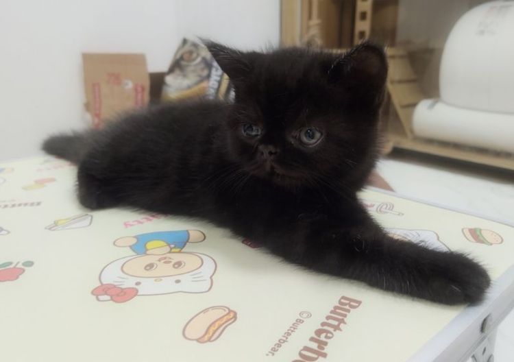 เอ็กโซติก ชอร์ตแฮร์ (Exotic Shorthair) แมวเอ็กซ์โซติก  เพศเมีย อายุ2เดือน เกิด12มินายน2569