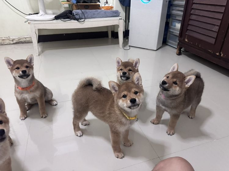 ชิบะ (Shiba Inu) กลาง ชิบะ เพศ ญ 4 ตัว
