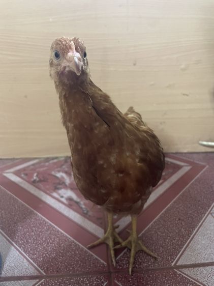 ไก่ไข่เพศเมียอายุ 1 เดือนครึ่ง