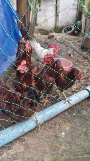 ขายไก่โรดแดง(ไก่หนุ่มสาว)อายุ6เดือนจำนวน9ตัว