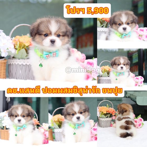 ชิสุ (Shih Tzu) เล็ก ชิสุผสมปอม