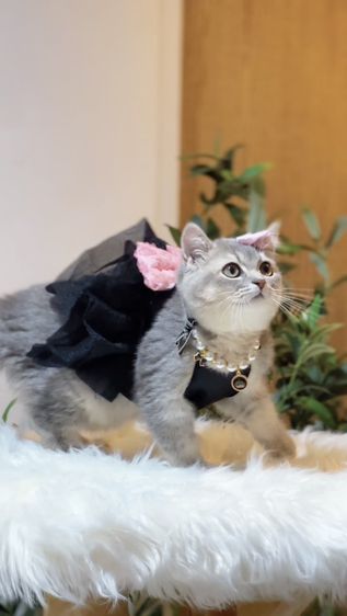 บริติช ชอร์ตแฮร์ (British Shorthair) British Girl 4 months.
