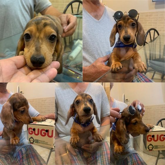 ดัชชุน (Dachshund) เล็ก ดัชชุน มินิ