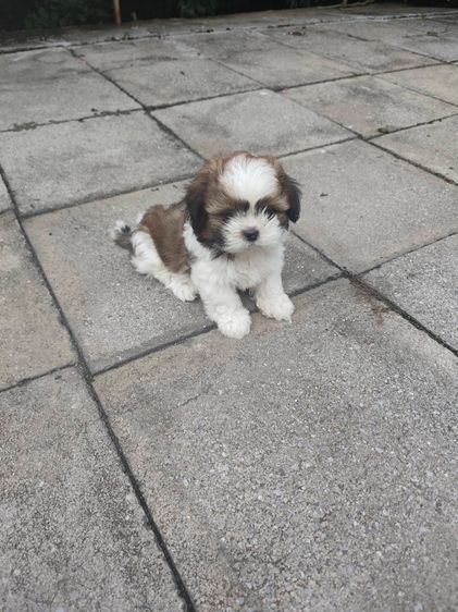 ชิสุ (Shih Tzu) เล็ก ลูกชิสุห์ 3สี น่ารัก