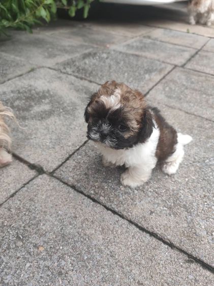 ชิสุ (Shih Tzu) ลูกชิสุห์3สีไซด์เล็ก น่ารัก