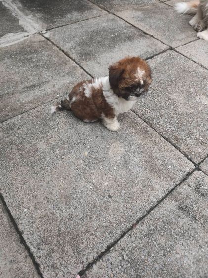 ชิสุ (Shih Tzu) ลูกชิสุห์3สี ไซด์เล็ก3สี สวย