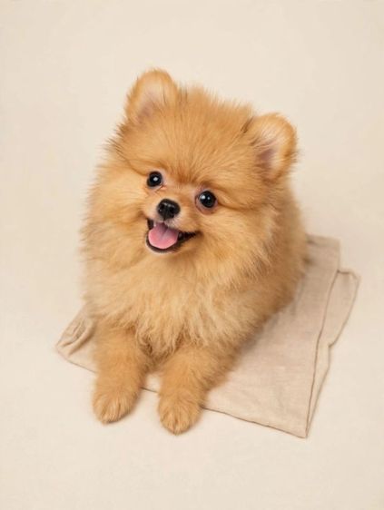 ปอมๆ ปอมเมอร์เรเนียน ปอมปั๊ก รูปที่ 4