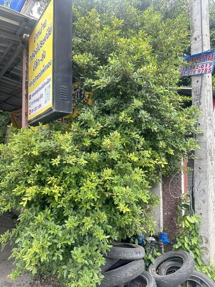 ต้นไทรเกาหลีสูง3เมตร