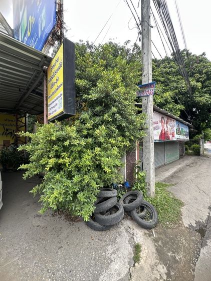 ต้นไทรเกาหลีสูง3เมตร รูปที่ 2