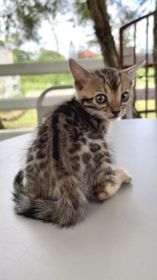 เบงกอล (Bengal House Cat) แมวเบงกอลแท้ มีใบเพ็ด