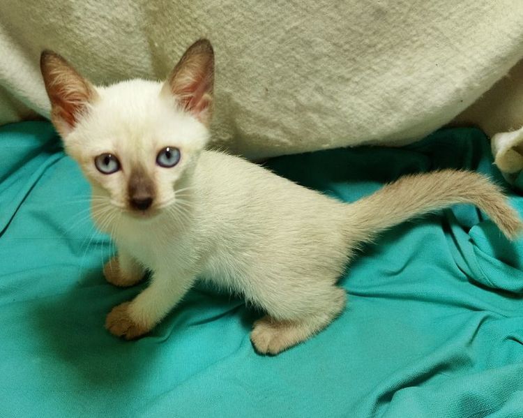 วิเชียรมาศ (Siamese Cat) ลูกแมววิเชียรมาศ อายุ 50วัน ตัวเมีย 1800บาท