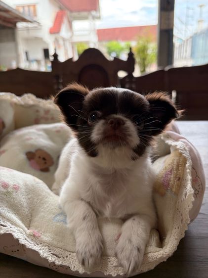ชิวาวา (Chihuahua) เล็ก ลูกหมา