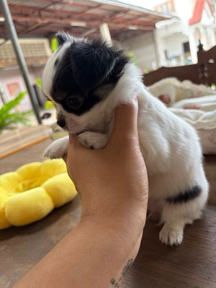 ชิวาวา (Chihuahua) เล็ก ลูกหมา