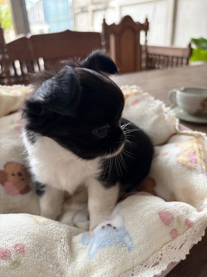ชิวาวา (Chihuahua) เล็ก ลูกหมา