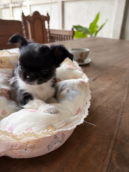 ลูกหมา รูปที่ 11