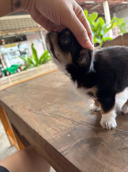 ลูกหมา รูปที่ 5