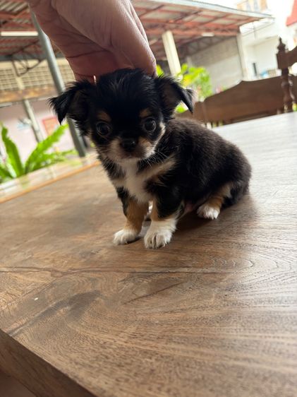 ลูกหมา รูปที่ 2