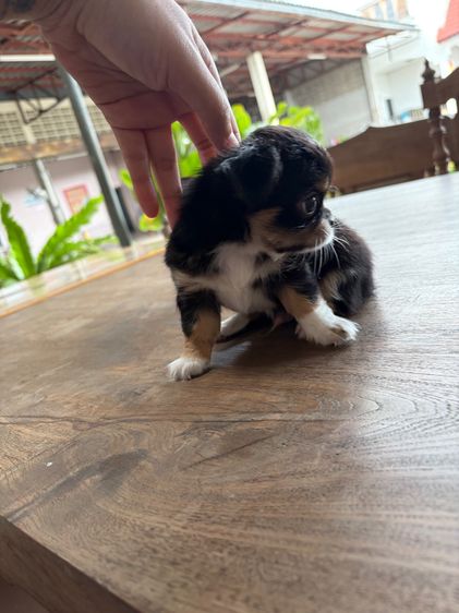 ชิวาวา (Chihuahua) เล็ก ลูกหมา