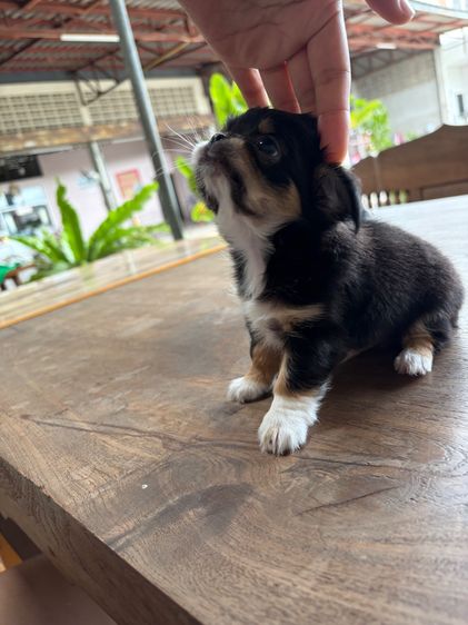 ลูกหมา รูปที่ 4