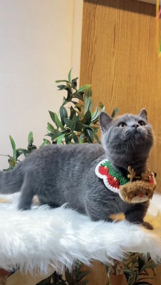 [❌ติดจอง] Monchkin [ Boy ] 4 months. รูปที่ 4