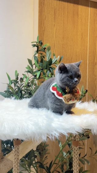 [❌ติดจอง] Monchkin [ Boy ] 4 months. รูปที่ 11