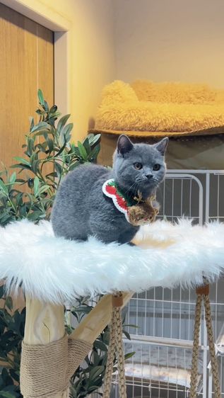 [❌ติดจอง] Monchkin [ Boy ] 4 months. รูปที่ 12
