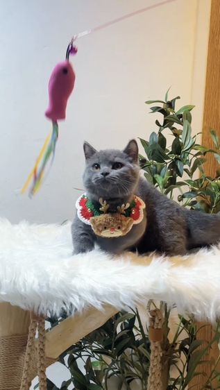 Monchkin [ Boy ] 4 months.