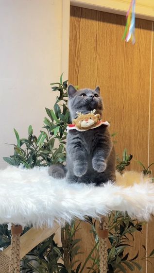 [❌ติดจอง] Monchkin [ Boy ] 4 months. รูปที่ 5