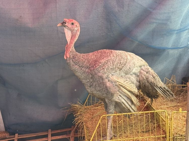ไก่งวงสาว เทา