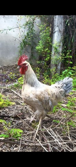 ไก่ไข่สวยงาม