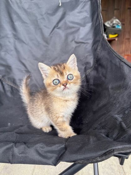 บริติช ชอร์ตแฮร์ (British Shorthair) บริติช สก็อตติช