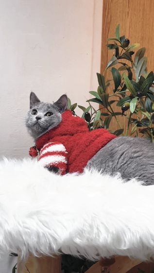 Monchkin [ Boy ] 4 months.